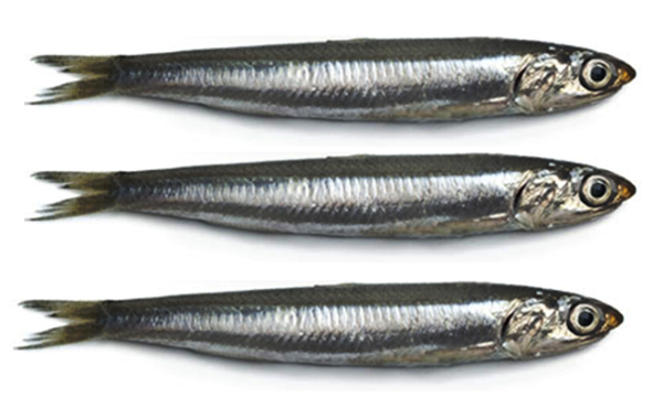 Anchoa